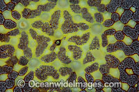 Sea Star detail Photo - Gary Bell