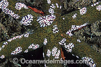 Jellyfish and Shrimps on Sea Star Photo - Gary Bell