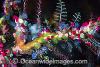 Colourful Sea Tunicates Photo - Gary Bell