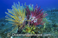 Feather Star Comaster multibrachiatus Photo - Gary Bell
