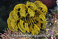 Feather Star Photo - Gary Bell