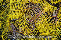 Feather Star feeding arms Photo - Gary Bell