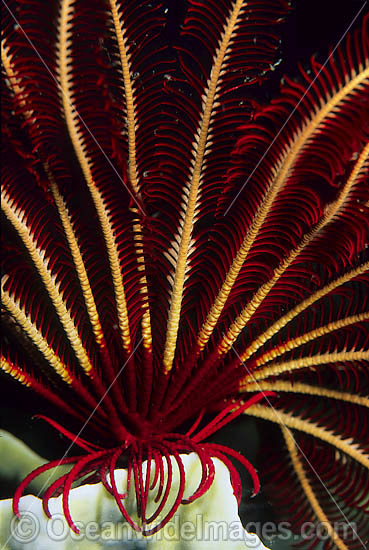 Feather Star tubed feet and arms photo Feather Star tubed feet and arms photo