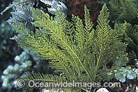 Stinging Hydroid Aglaophenia cupressina Photo - Gary Bell