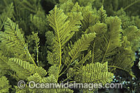 Stinging Hydroid Aglaophenia cupressina Photo - Gary Bell