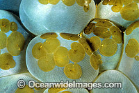 Acoela Flatworm on Bubble Coral Photo - Gary Bell