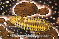 Polynoid Worm living on Sea Cucumber Photo - Gary Bell