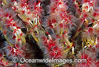 Tubeworm colony Photo - Gary Bell