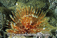 Feather Duster Tubeworm Photo - Gary Bell