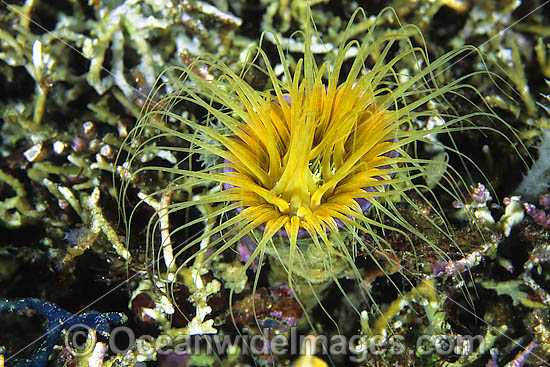 Tubed Sea Anemone photo Tubed Sea Anemone photo