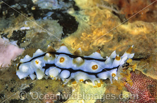 Sea Cucumber with feeding mouth extended photo Sea Cucumber with feeding mouth extended photo