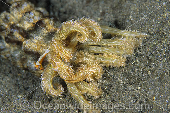 Commensal Emperor Shrimp around Sea Cucumber photo