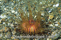 Fire Urchin Photo - Gary Bell