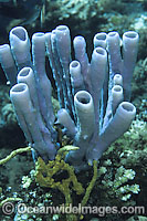 Tube Sponge Photo - Gary Bell