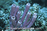 Tube Sponge Cribrochalina olemda Photo - Gary Bell