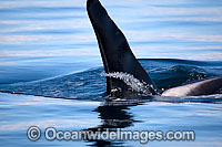 Killer Whale attacking sea lion Photo - Chantal Henderson