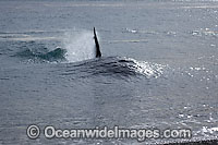 Orca attacking sea lion on shore Photo - Chantal Henderson