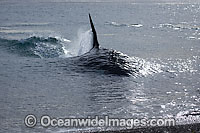 Killer Whale attacking sea lion Photo - Chantal Henderson