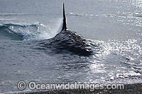 Orca attacking sea lion on shore Photo - Chantal Henderson