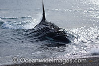 Killer Whale attacking sea lion Photo - Chantal Henderson