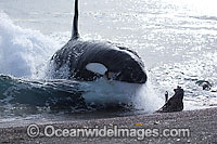 Killer Whale attacking sea lion Photo - Chantal Henderson