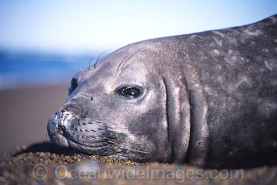 Southern Elephant Seal pup photo Southern Elephant Seal pup photo