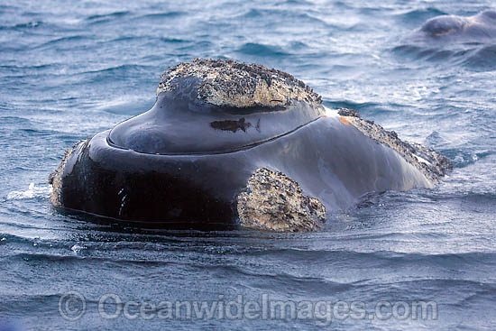 Southern Right Whales callosities photo Southern Right Whales callosities photo