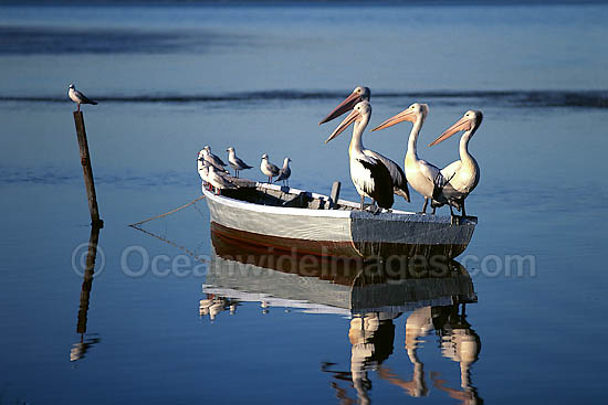 Australian Pelicans on dinghy photo Australian Pelicans on dinghy photo