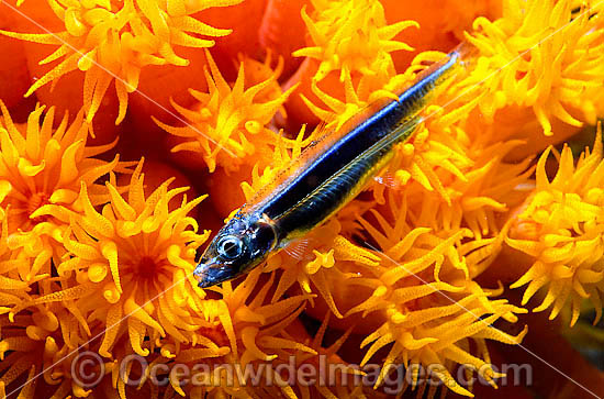 Sunshine Coral with caught baitfish photo Sunshine Coral with caught baitfish photo