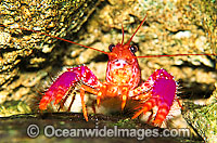 Violet-spotted Tropical Reef Lobster Photo - Gary Bell