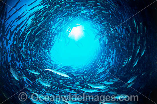 Vortex of Trevally photo Vortex of Trevally photo