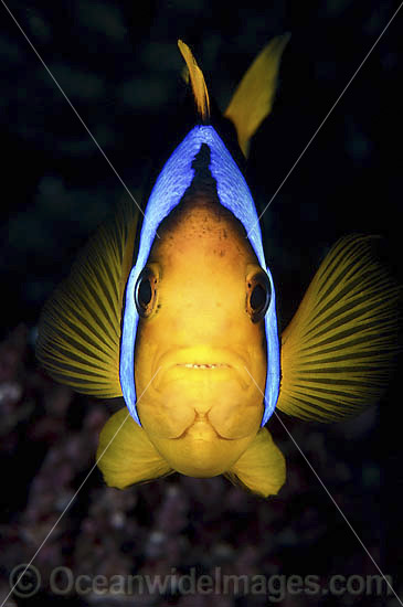Orange-fin Anemonefish photo Orange-fin Anemonefish photo