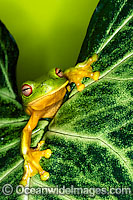 Red-eyed Tree Frog on Garden tap Photo - Gary Bell