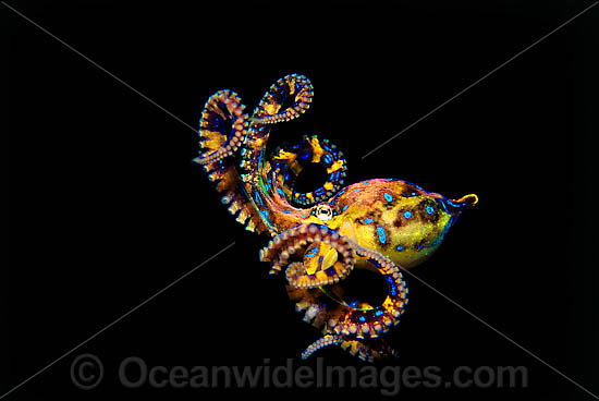 Blue-ringed Octopus photo Blue-ringed Octopus photo