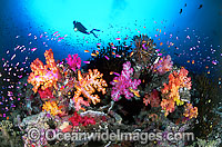 Diver Fish and coral Photo - Gary Bell