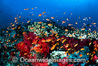 Fish and coral Photo - Gary Bell