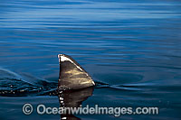 Great White Shark dorsal fin Photo - Gary Bell
