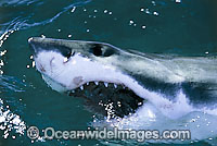 Great White Shark with open jaws Photo - Gary Bell