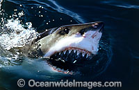 Great White Shark with open jaws Photo - Gary Bell