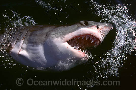 Great White Shark with open jaws photo Great White Shark with open jaws photo