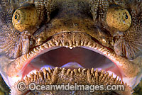 Eastern Star Gazer Kathetostoma laeve Photo - Gary Bell