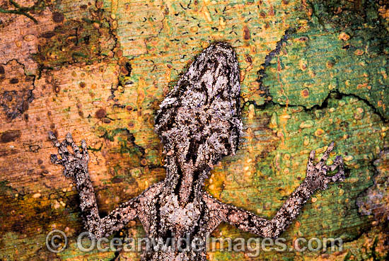 Leaf-tailed Gecko Saltuarius swaini photo Leaf-tailed Gecko Saltuarius swaini photo