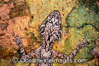 Leaf-tailed Gecko Saltuarius swaini Photo - Gary Bell