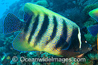Six-banded Angelfish Pomacanthus sexstriatus Photo - Gary Bell