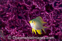 Juvenile Golden Damsel Photo - Gary Bell