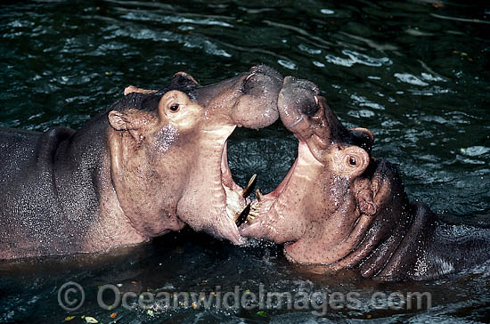 Hippopotamus pair mouthing photo Hippopotamus pair mouthing photo