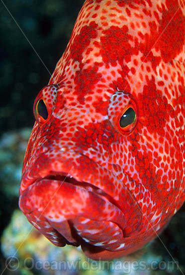 Tomato Grouper Cephalopholis sonnerati photo Tomato Grouper Cephalopholis sonnerati photo