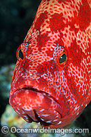 Tomato Grouper Cephalopholis sonnerati Photo - Gary Bell