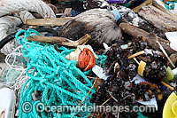 Hermit crab living in pollution Photo - Inger Vandyke