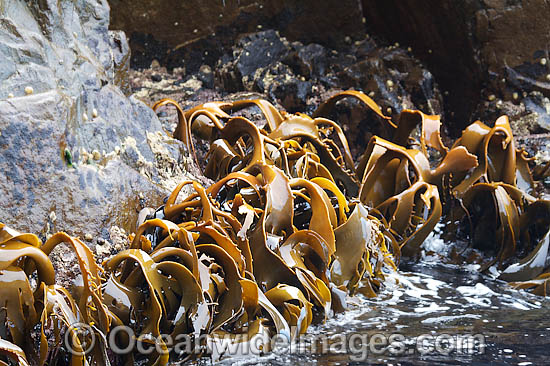 Bull Kelp Durvillaea potatorum photo Bull Kelp Durvillaea potatorum photo